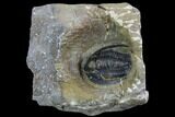 Bargain, Diademaproetus Trilobite - Foum Zguid, Morocco #87462-1